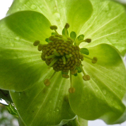 bloemenhoudenvanmensen.nl || - || project 365 || © Mieke de Weert