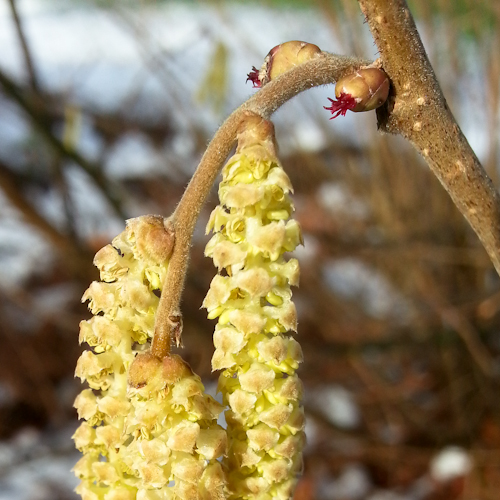 20130207