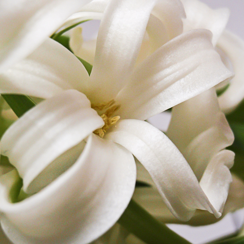 bloemen ♥ mensen || Hyacint || project 365 || © Mieke de Weert