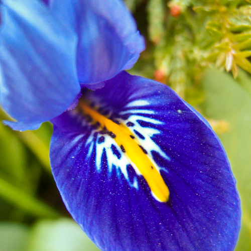 bloemen ♥ mensen || springiris || project 365 || © Mieke de Weert