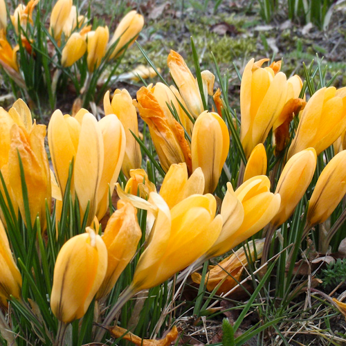 bloemen ♥ mensen || Gele Krokus || project 365 || © Mieke de Weert 