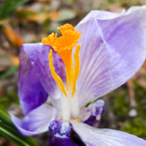 bloemen ♥ mensen || Paarse Krokus (Crocus) || project 365 || © Mieke de Weert