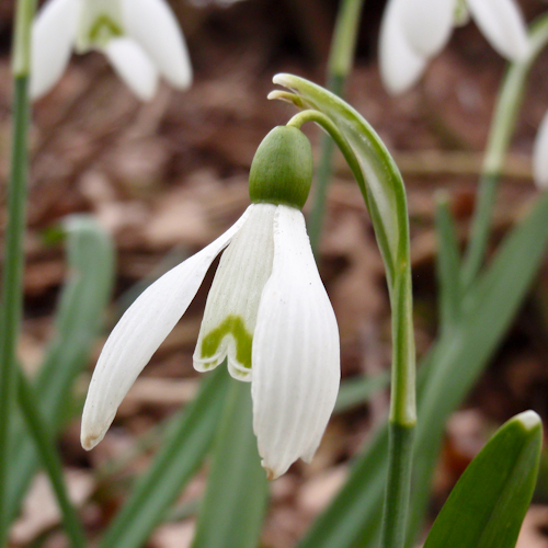 bloemen ♥ mensen || Sneeuwklokje || project 365 || © Mieke de Weert