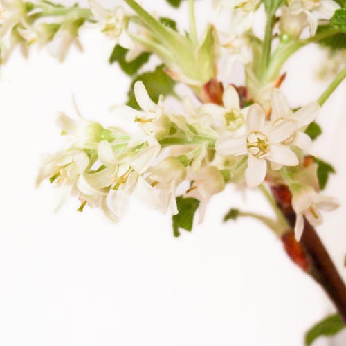 bloemen ♥ mensen || Sierkers (Prunus) || project 365 || © Mieke de Weert
