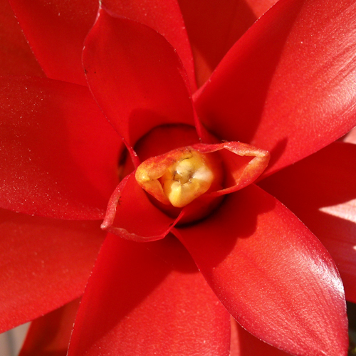 bloemenhoudenvanmensen.nl || Bromelia || project 365 || © Mieke de Weert