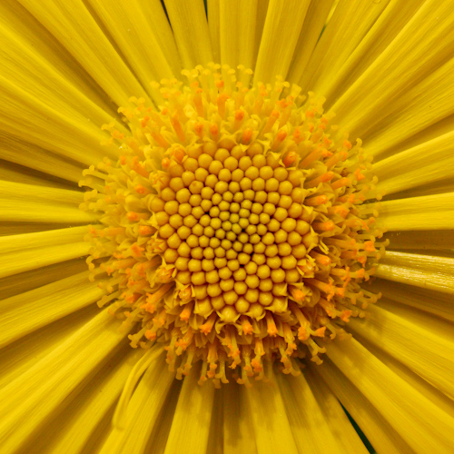 bloemenhoudenvanmensen.nl || doronicum orientale || project 365 || © Mieke de Weert