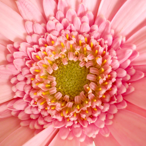 bloemenhoudenvanmensen.nl || gerbera || project 365 || © Mieke de Weert
