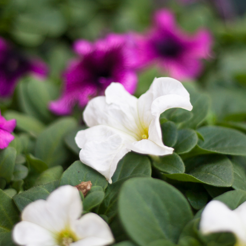 bloemenhoudenvanmensen.nl || Petunia || project 365 || © Mieke de Weert