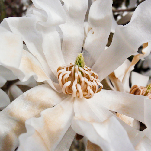 bloemenhoudenvanmensen.nl || Magnolia || project 365 || © Mieke de Weert