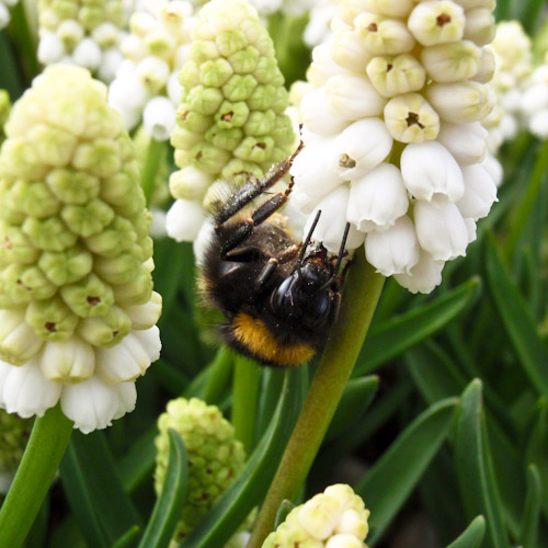 bloemenhoudenvanmensen.nl || Wit Druifje Hommel || project 365 || © Mieke de Weert