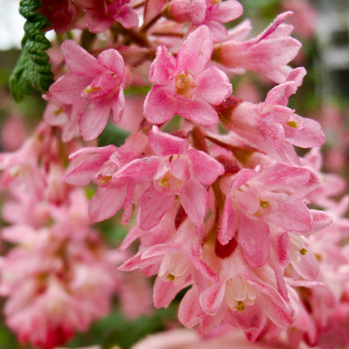 bloemenhoudenvanmensen.nl || Ribes || project 365 || © Mieke de Weert