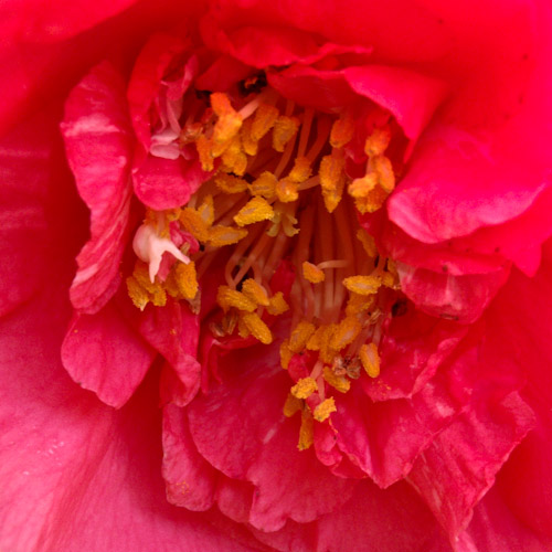20130424 Camelia