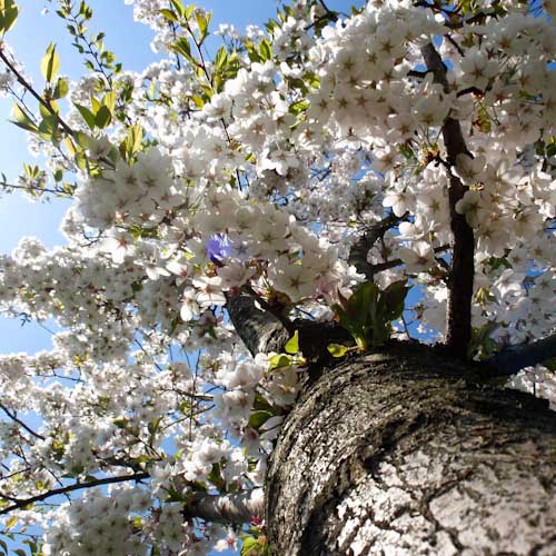 20130425 Prunus