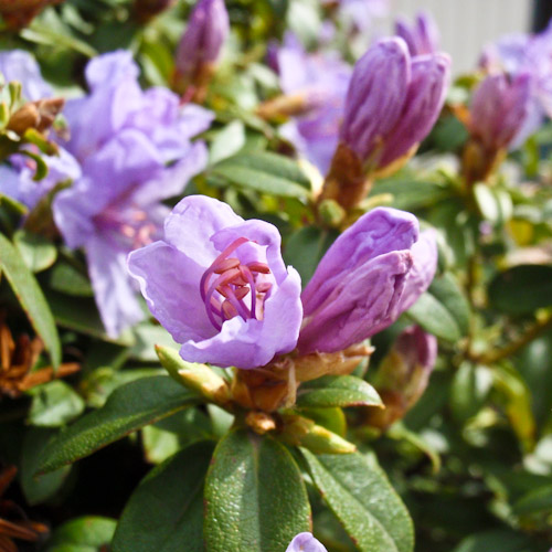 20130427 Azalea