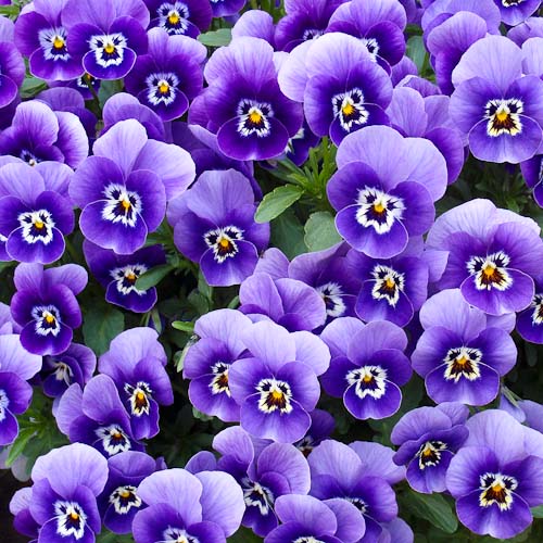 20130516 Viooltjes