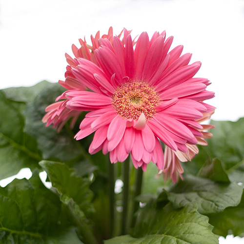 bloemenhoudenvanmensen.nl || Gerbera || project 365 || © Mieke de Weert