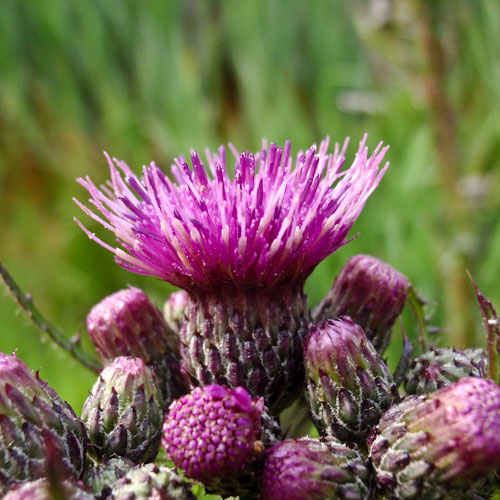 bloemenhoudenvanmensen.nl || paarse distel || project 365 || © Mieke de Weert