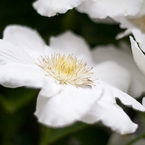 bloemenhoudenvanmensen.nl || clematis || project 365 || © Mieke de Weert