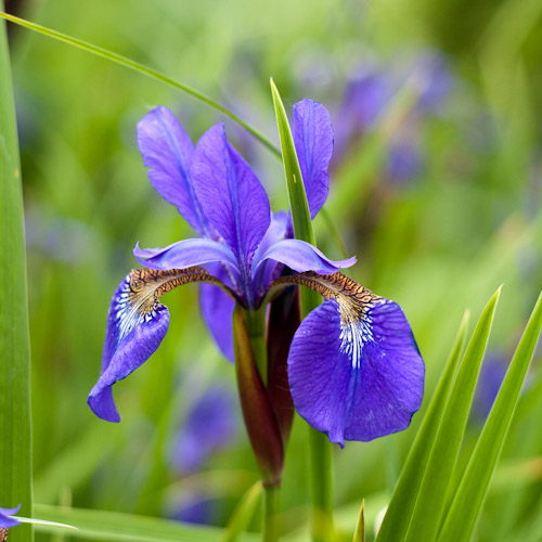 bloemenhoudenvanmensen.nl || iris || project 365 || © Mieke de Weert