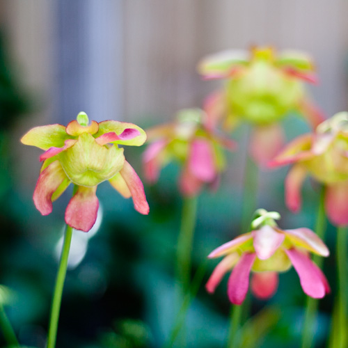 bloemenhoudenvanmensen.nl || sarracenia || project 365 || © Mieke de Weert