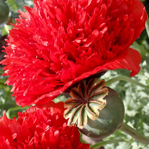 bloemenhoudenvanmensen.nl || papaver || project 365 || © Mieke de Weert