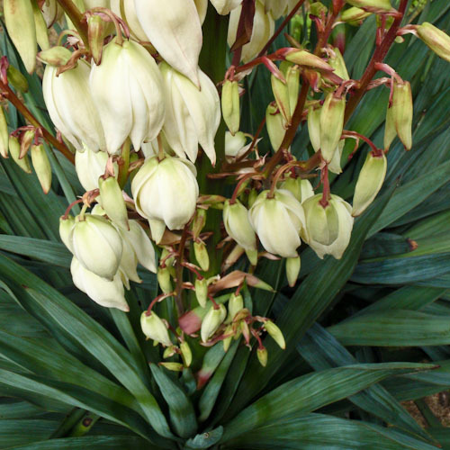 bloemenhoudenvanmensen.nl || palmlelie yucca || project 365 || © Mieke de Weertpalmlelie-yucca