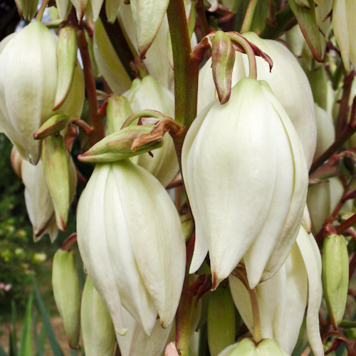 bloemenhoudenvanmensen.nl || palmlelie yucca || project 365 || © Mieke de Weert