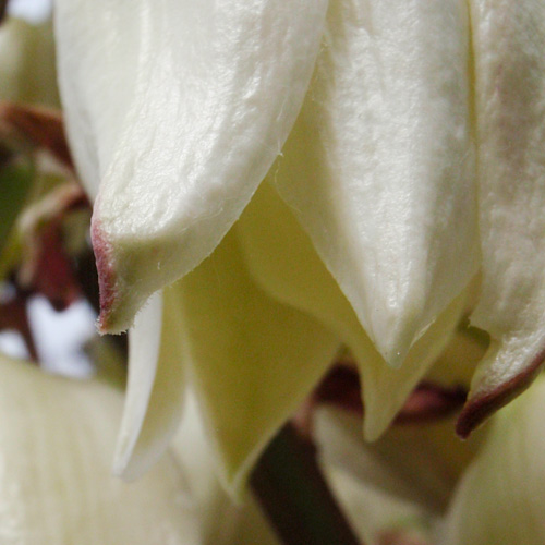 bloemenhoudenvanmensen.nl || palmlelie yucca || project 365 || © Mieke de Weert
