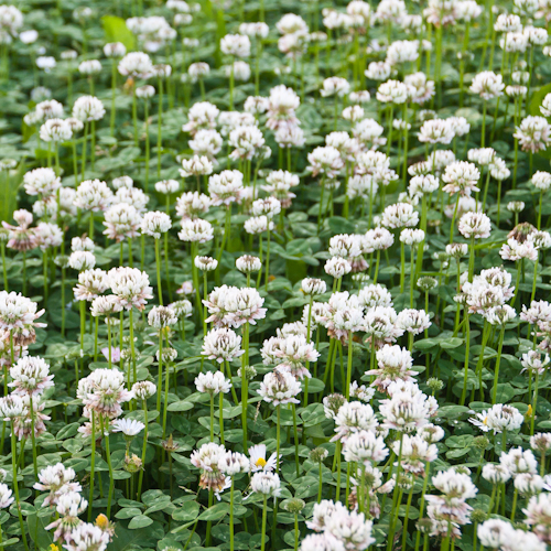 bloemenhoudenvanmensen.nl || witte klaver || project 365 || © Mieke de Weert
