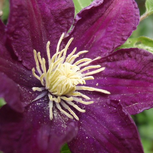 bloemenhoudenvanmensen.nl || clematis || project 365 || © Mieke de Weert