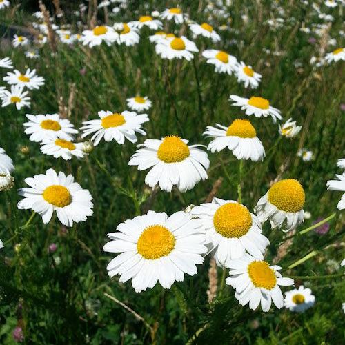 bloemenhoudenvanmensen.nl || kamille || project 365 || © Mieke de Weert