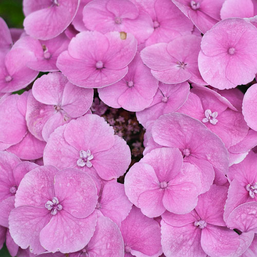 bloemenhoudenvanmensen.nl || hortensia || project 365 || © Mieke de Weert