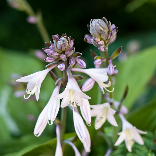 bloemenhoudenvanmensen.nl || hosta || project 365 || © Mieke de Weert