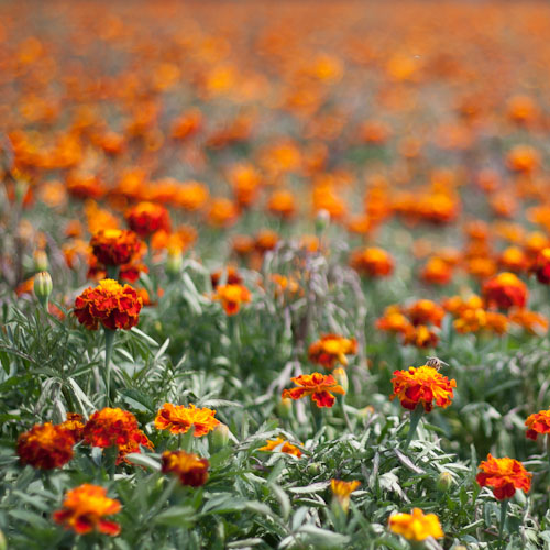 bloemenhoudenvanmensen.nl || afrikanen || project 365 || © Mieke de Weert
