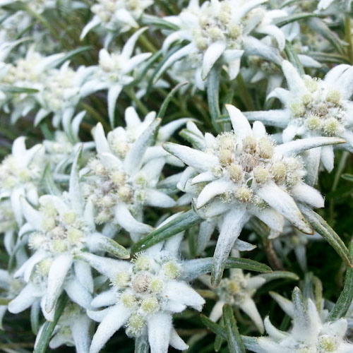 bloemenhoudenvanmensen.nl || edelweiss || project 365 || © Mieke de Weert