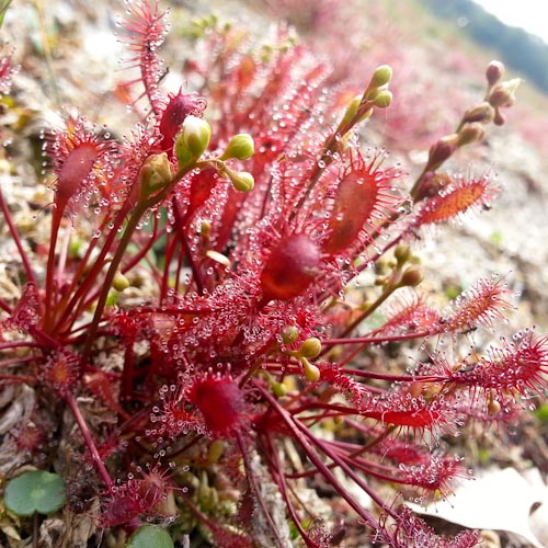 bloemenhoudenvanmensen.nl || Drosera Zonnedauw || project 365 || © Mieke de Weert