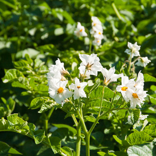 bloemenhoudenvanmensen.nl || Aardappels || project 365 || © Mieke de Weert