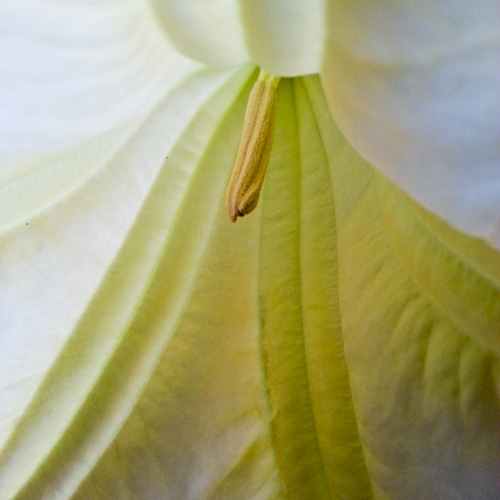bloemenhoudenvanmensen.nl || Trompetbloem Datura || project 365 || © Mieke de Weert