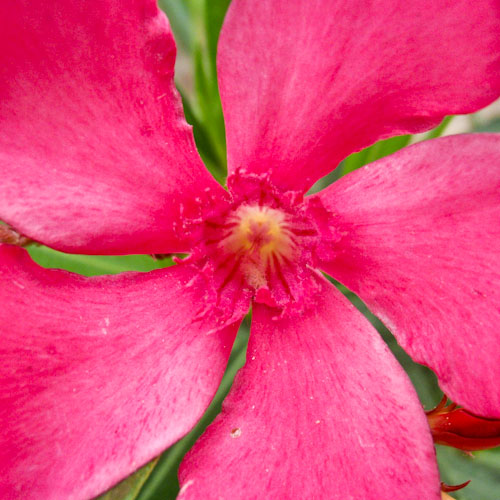 bloemenhoudenvanmensen.nl || Oleander || project 365 || © Mieke de Weert