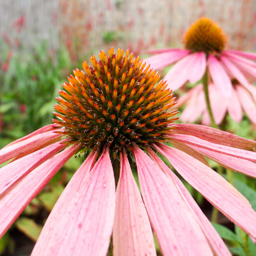 bloemenhoudenvanmensen.nl || - || project 365 || © Mieke de Weert