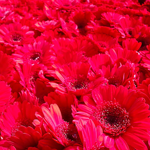 20130823-gerbera
