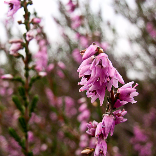 bloemenhoudenvanmensen.nl || paarse heide || project 365 || © Mieke de Weert
