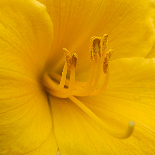 bloemenhoudenvanmensen.nl || freesia || project 365 || © Mieke de Weert
