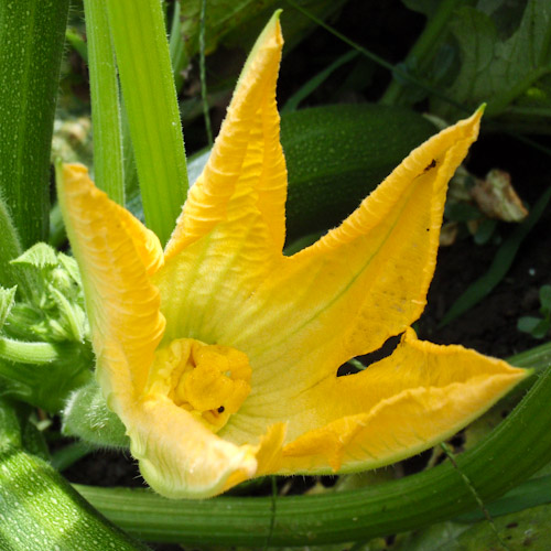 bloemenhoudenvanmensen.nl || Courgette || project 365 || © Mieke de Weert