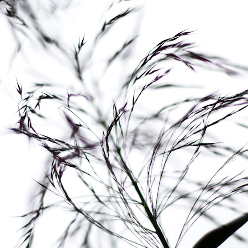 bloemenhoudenvanmensen.nl || Riet || project 365 || © Mieke de Weert