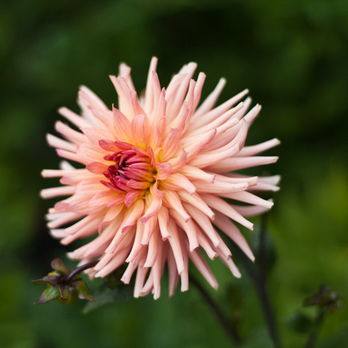 bloemenhoudenvanmensen.nl || Dahlia || project 365 || © Mieke de Weert