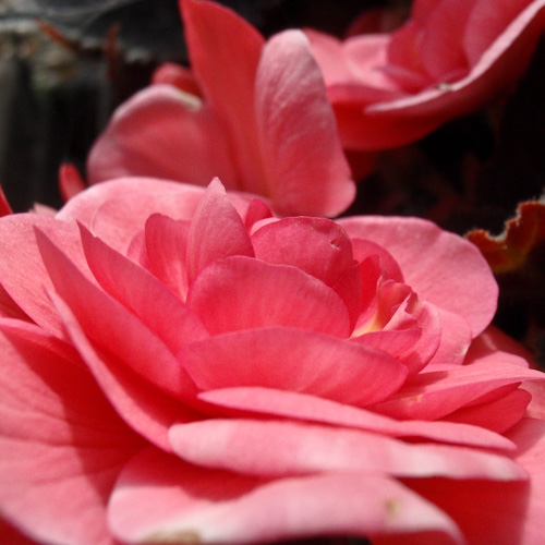  bloemenhoudenvanmensen.nl || Begonia || project 365 || © Mieke de Weert