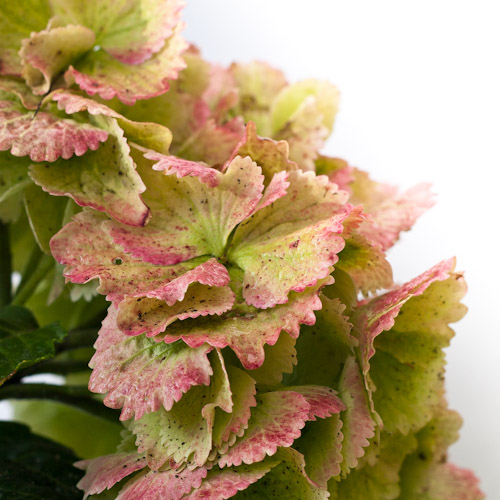 bloemenhoudenvanmensen.nl || Hortensia || project 365 || © Mieke de Weert