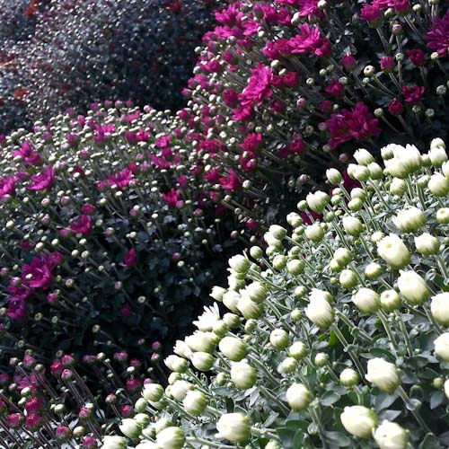 bloemenhoudenvanmensen.nl || Bolchrysant || project 365 || © Mieke de Weert