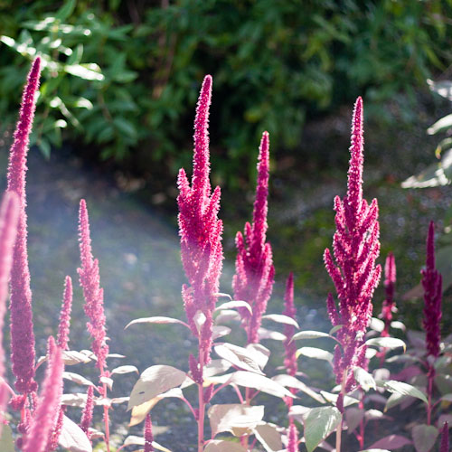 bloemenhoudenvanmensen.nl || - || project 365 || © Mieke de Weert